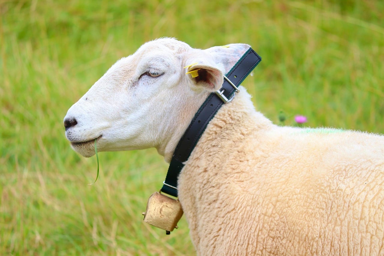 Pastoreo inteligente combinación técnicas tradicionales tecnología