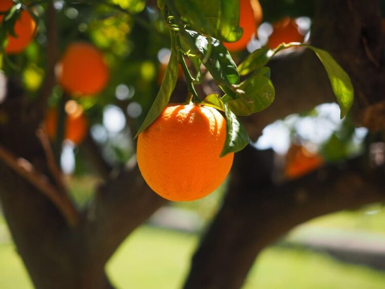 Pérdidas cítricos campo reducir desperdicio alimentos