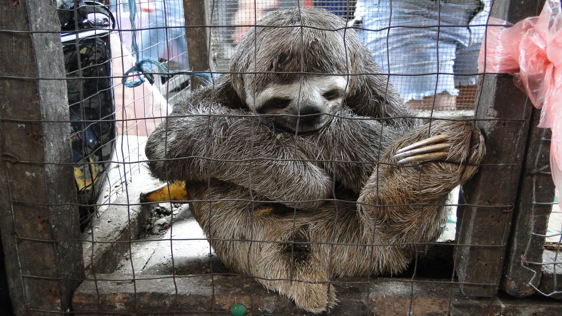 Perú 800 animales incautados comercio ilegal Lima inicios 2025