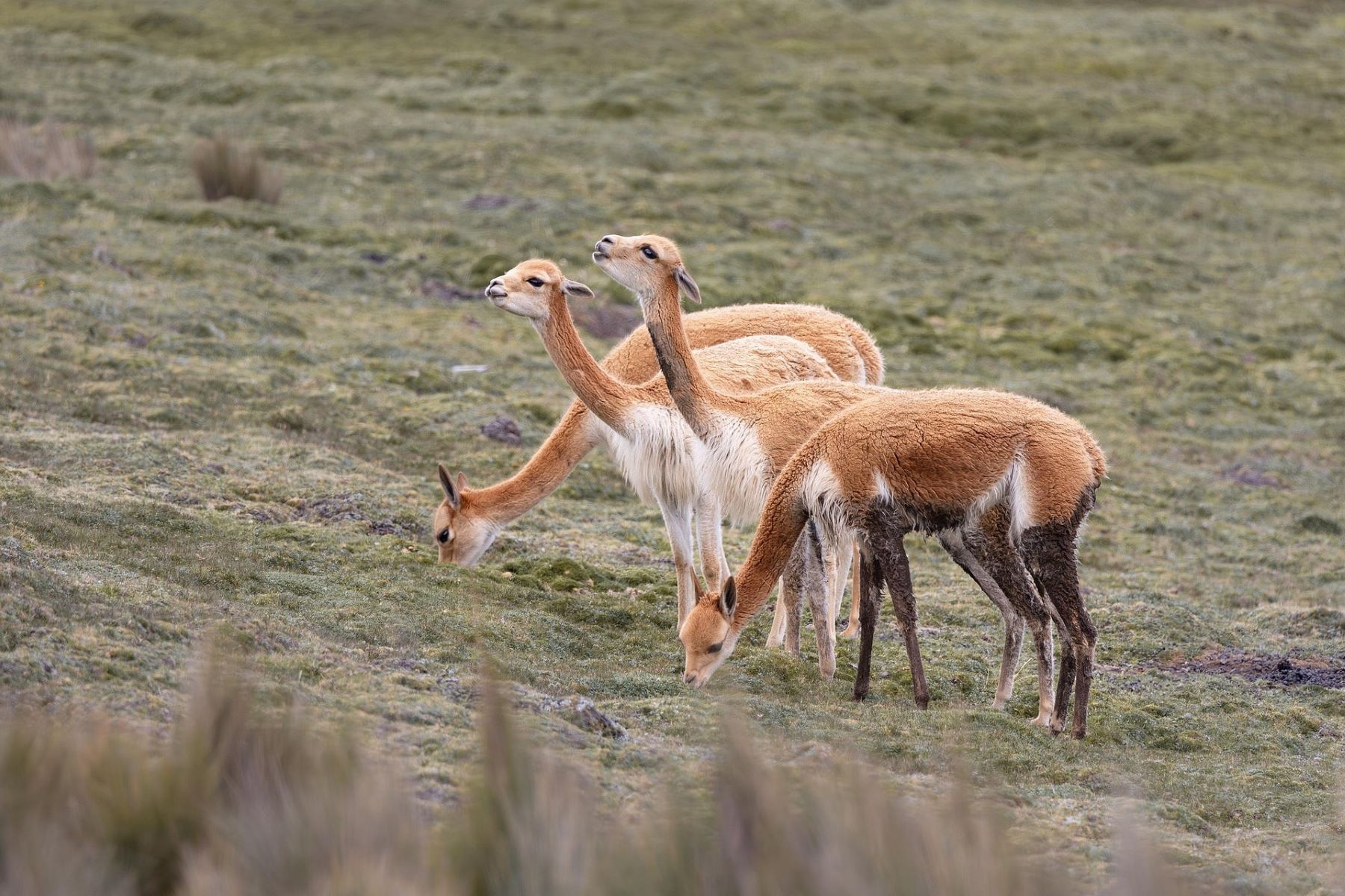Perú plan conservación vicuñas