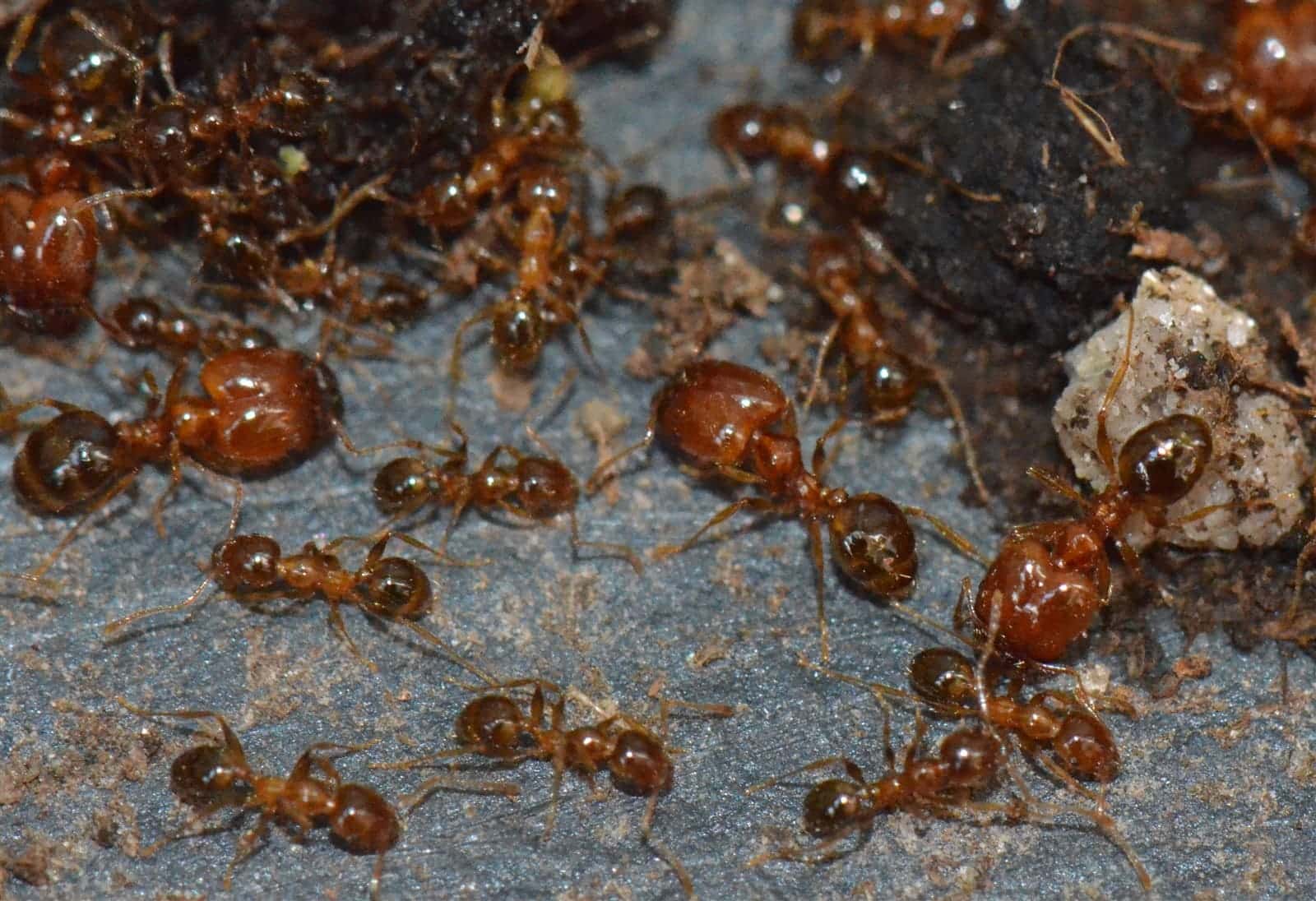 debacle poblacional hormigas endémicas Fiyi correlaciona llegada humanos islas