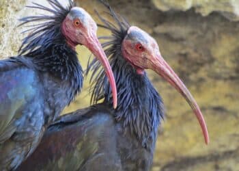 Premios Fundación BBVA Conservación Biodiversidad ibis eremita aves playeras migratorias elefantes