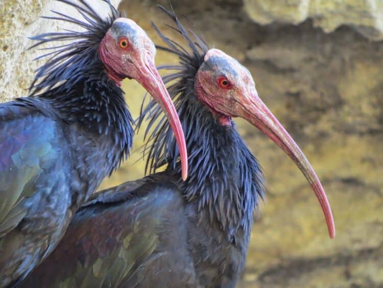 Premios Fundación BBVA Conservación Biodiversidad ibis eremita aves playeras migratorias elefantes
