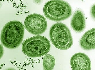 calentamiento global océanos amenaza microbios Prochlorococcus esenciales fotosíntesis