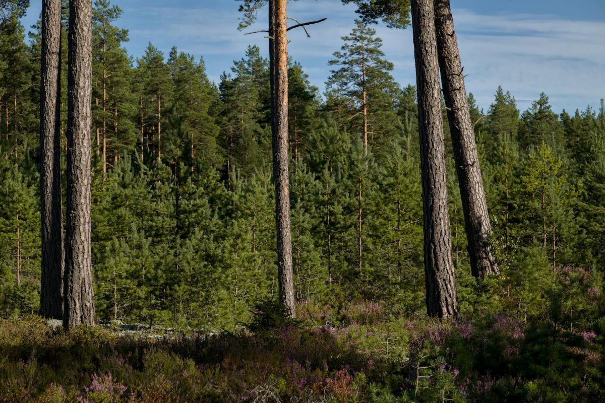 Proyecto IMFOREST productos forestales no madereros