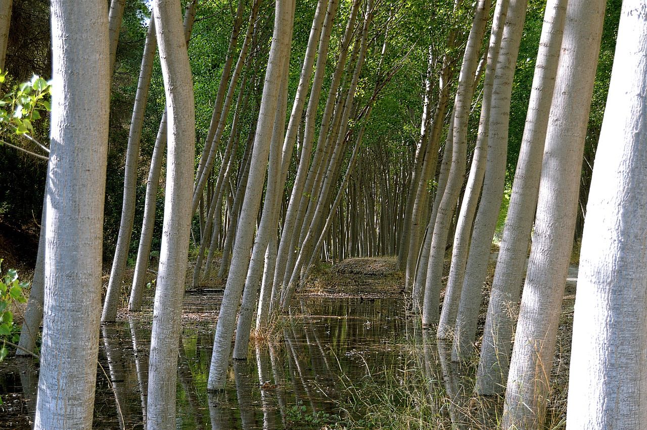 Proyecto LIFE Wood Future prácticas selvícolas choperas captan CO2 cambio climático
