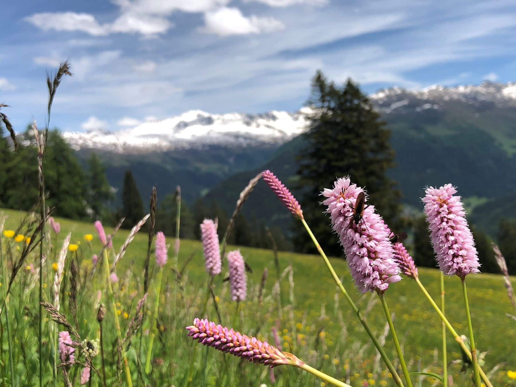 Publicado Ecology Letters plantas boreales colonizan Ártico acelerará fin permafrost