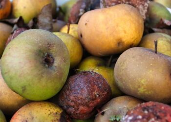 Reducir el desperdicio alimentario desde los comedores escolares para concienciar a los ninos y rebajar el impacto medioambiental1
