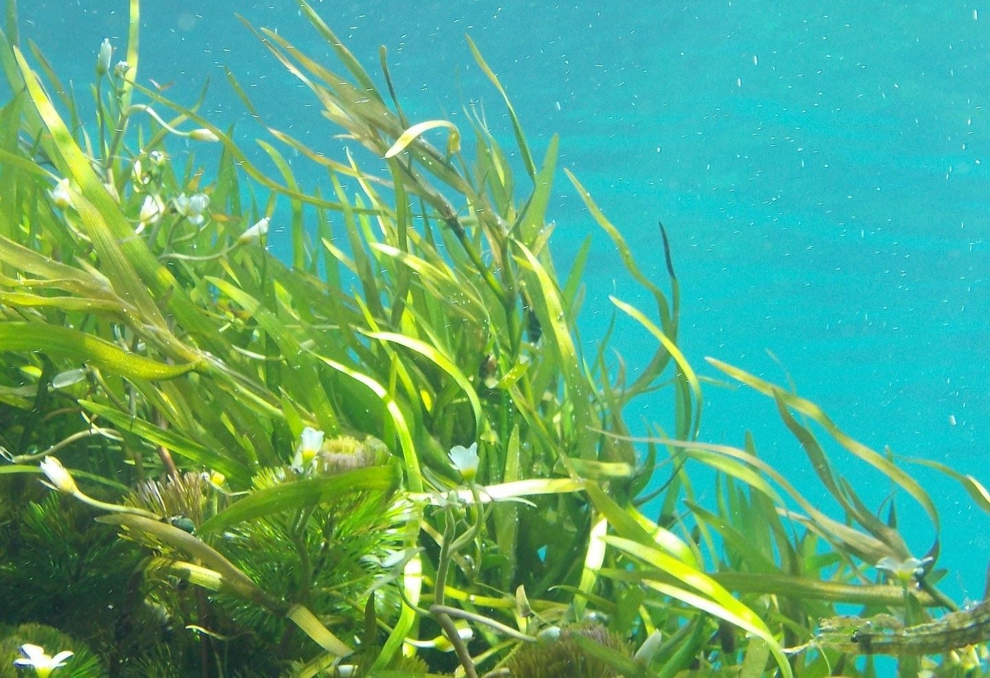 Retiran Mar Menor red grandes dimensiones pradera Posidonia