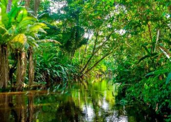Según datos satelitales escala deforestación mucho que ver sequía Amazonía