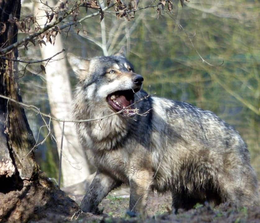 lobos grises Europa Norteamérica caza legal ilegal
