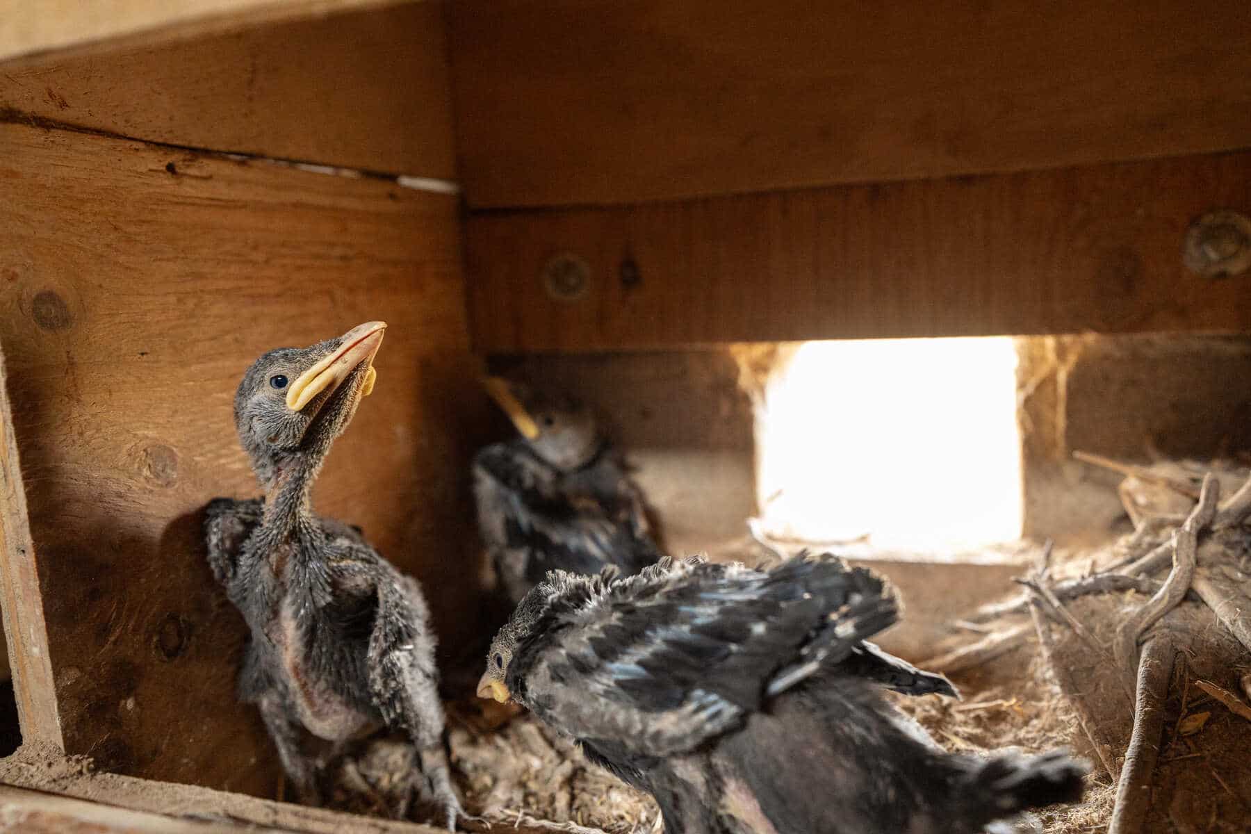 Sistema innovador seguimiento fauna salvaje zonas remotas