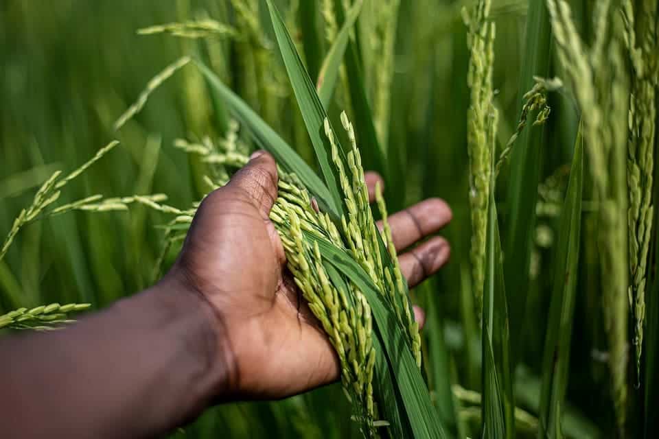 Soluciones enfriamiento cadena frío pérdida alimentos vacunas África