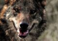 Transición Ecológica incendios forestales lobo ibérico