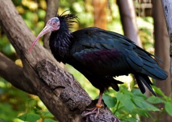 año prisión 20000 euros indemnización vecino Montemolín Badajoz muerte cuatro ibis eremitas