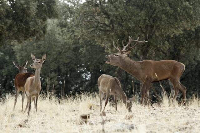 delegación europea visitará Parque Nacional de Cabañeros febrero 2026 PP Vox abolir prohibición caza