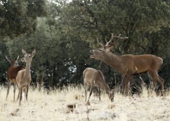 delegación europea visitará Parque Nacional de Cabañeros febrero 2026 PP Vox abolir prohibición caza