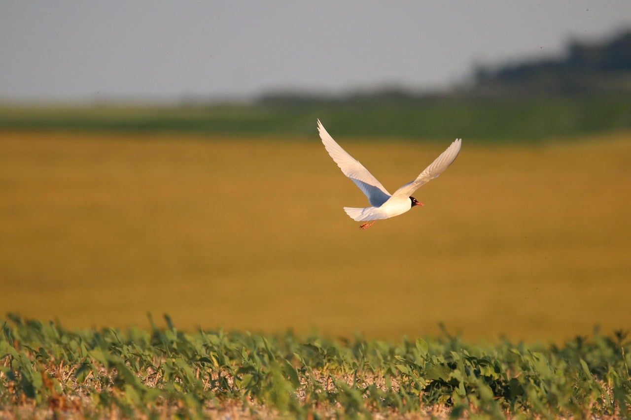 VII edición Congreso Internacional Biodiversidad Conservación Naturaleza 2025 jueves 18 viernes 19 Sevilla