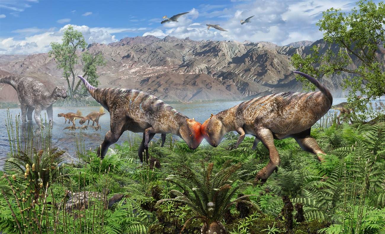 Zavacephale Rinpoche desierto Gobi de Mongolia nueva especie paquicefalosaurio