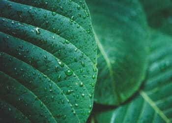 Qué entiende naturaleza