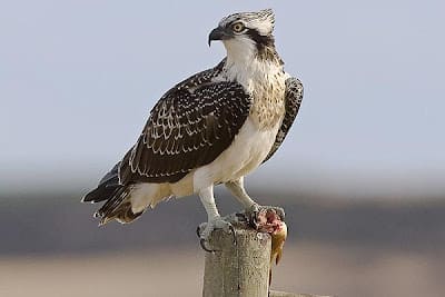 Hacia 70 años no ocurría nacen pollos águila pescadora Parque Natural Sa Dragonera
