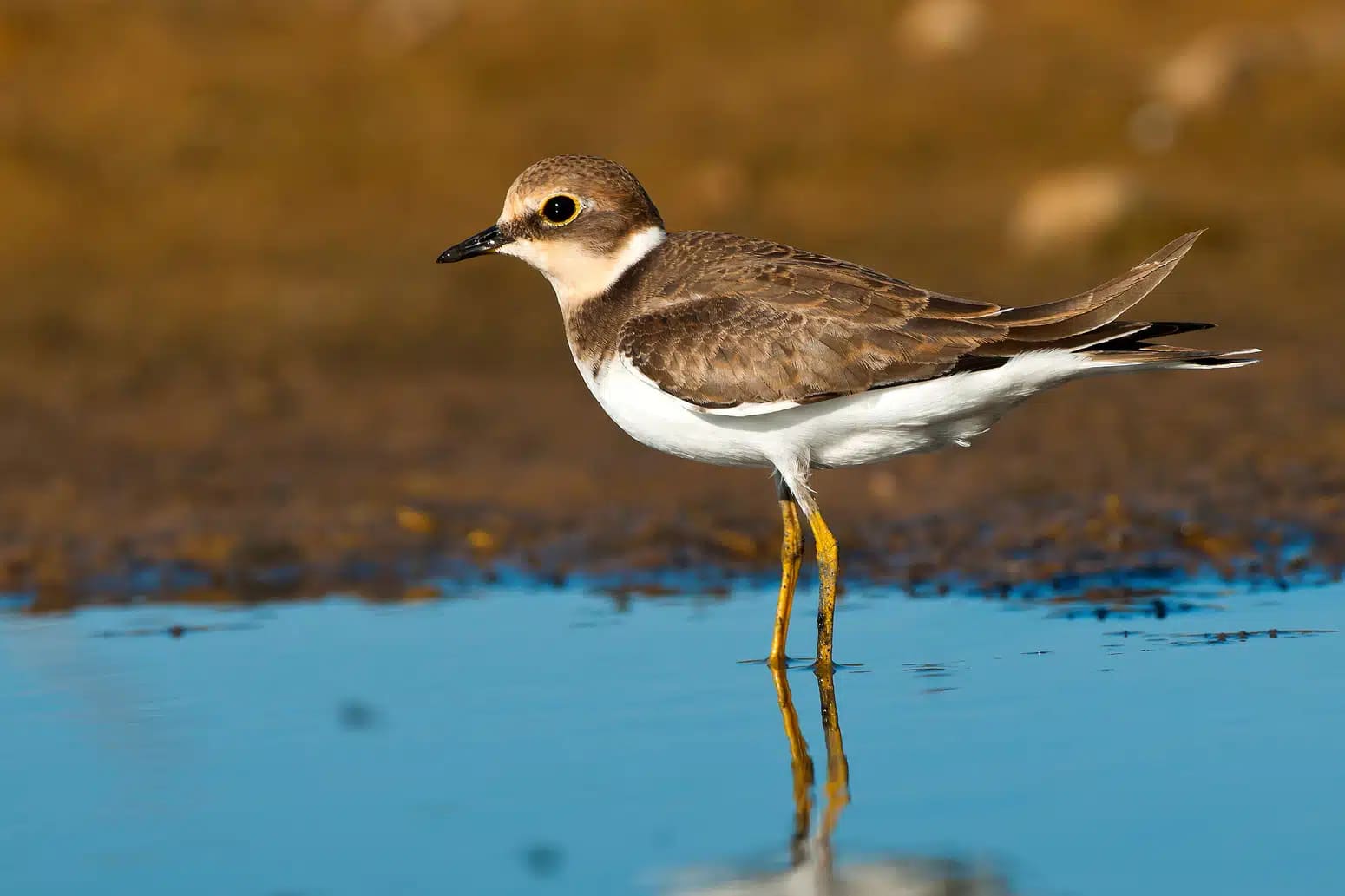Día Mundial Aves Limícolas playeras