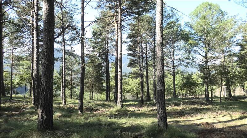 Proyecto TEXWOODS convertir biomasa gestión bosques nuevos productos sostenibles industria textil