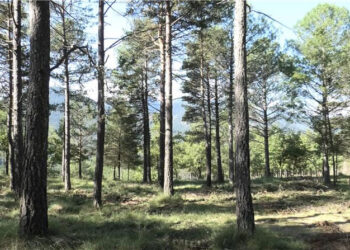 Proyecto TEXWOODS convertir biomasa gestión bosques nuevos productos sostenibles industria textil