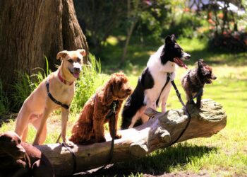 Nuevos fármacos alargarán vida perros