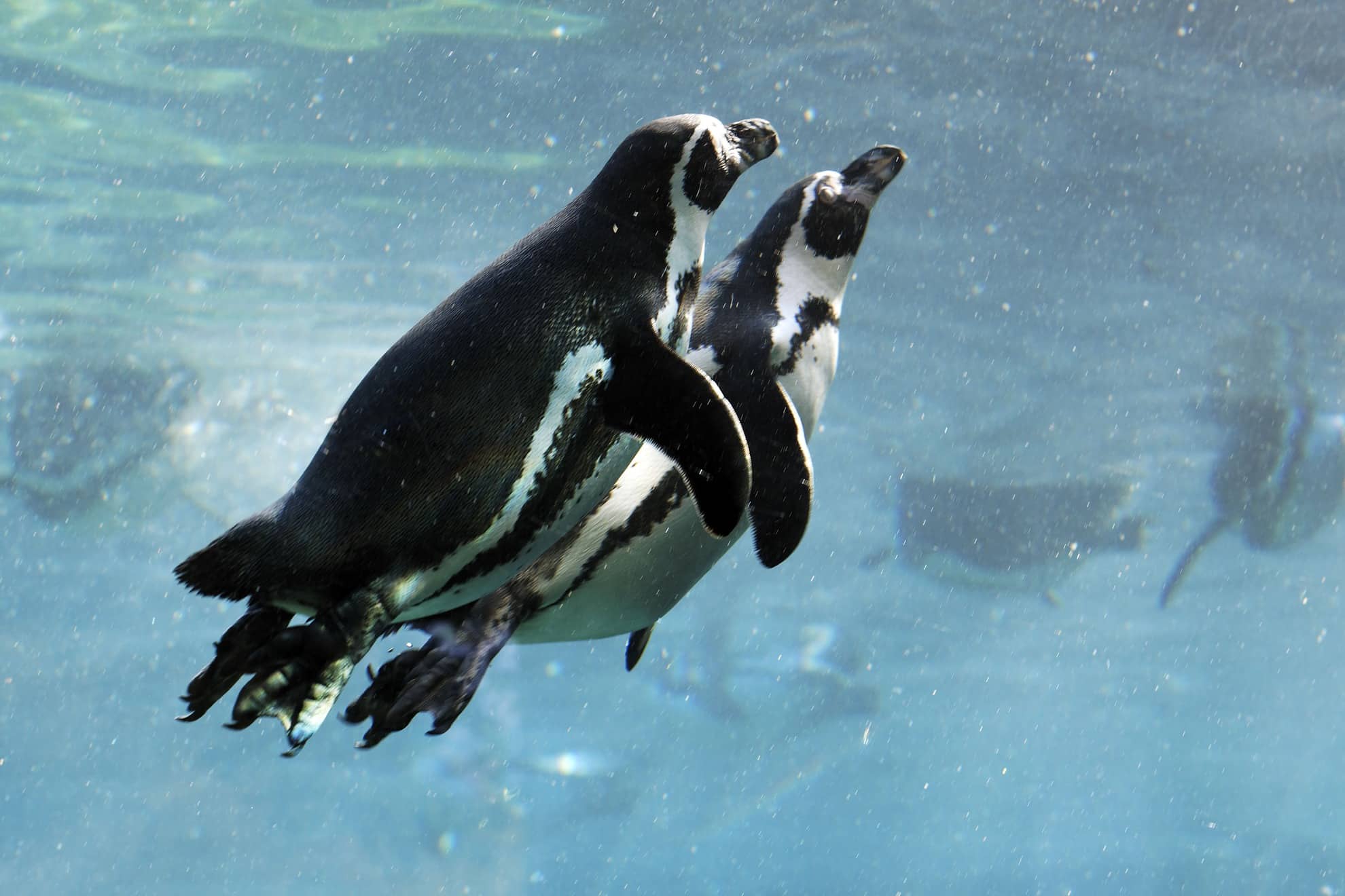 60 países ratifican Tratado Océanos protegerá 30 por ciento aguas internacionales antes 2030