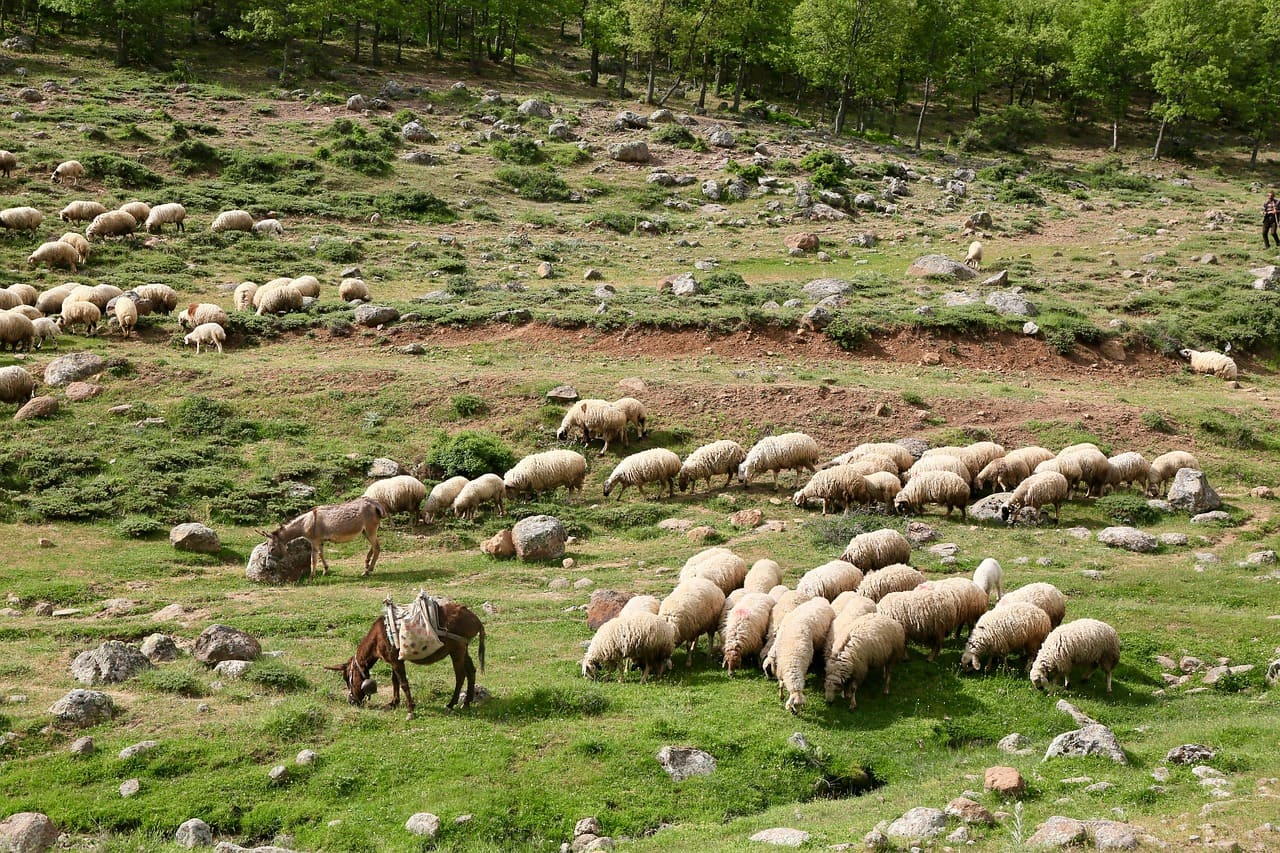 Plataforma Pastoralismo clave apoyo legislativo real ganadería extensiva