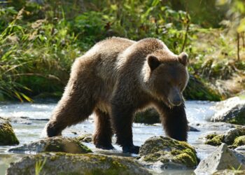 increíble adaptación oso pardo ante pérdida hábitat invasiva presencia ser humano cambio climático