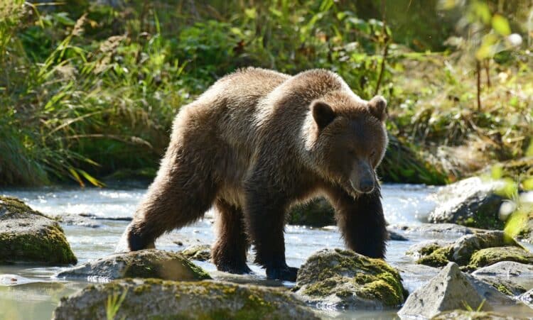increíble adaptación oso pardo ante pérdida hábitat invasiva presencia ser humano cambio climático