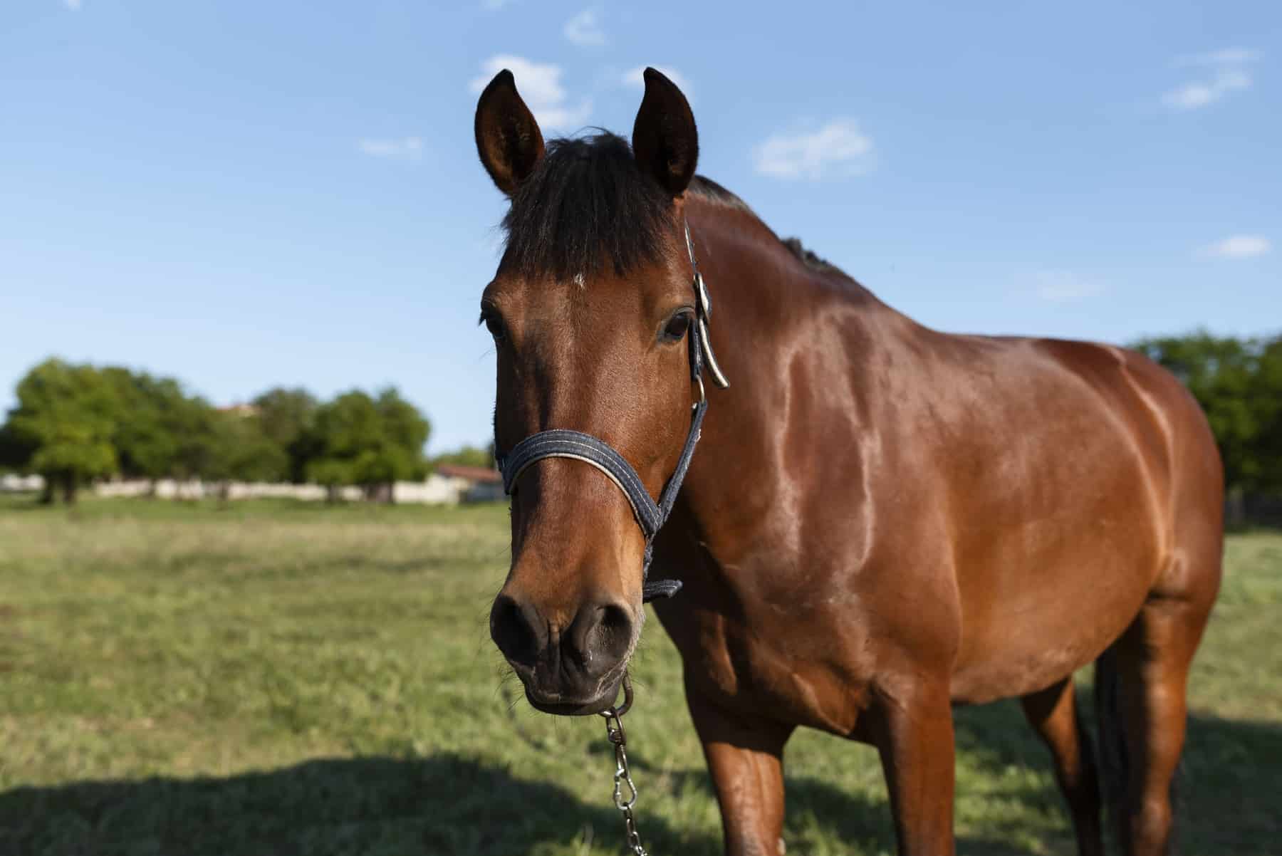 papel caballos prevenir incendios forestales
