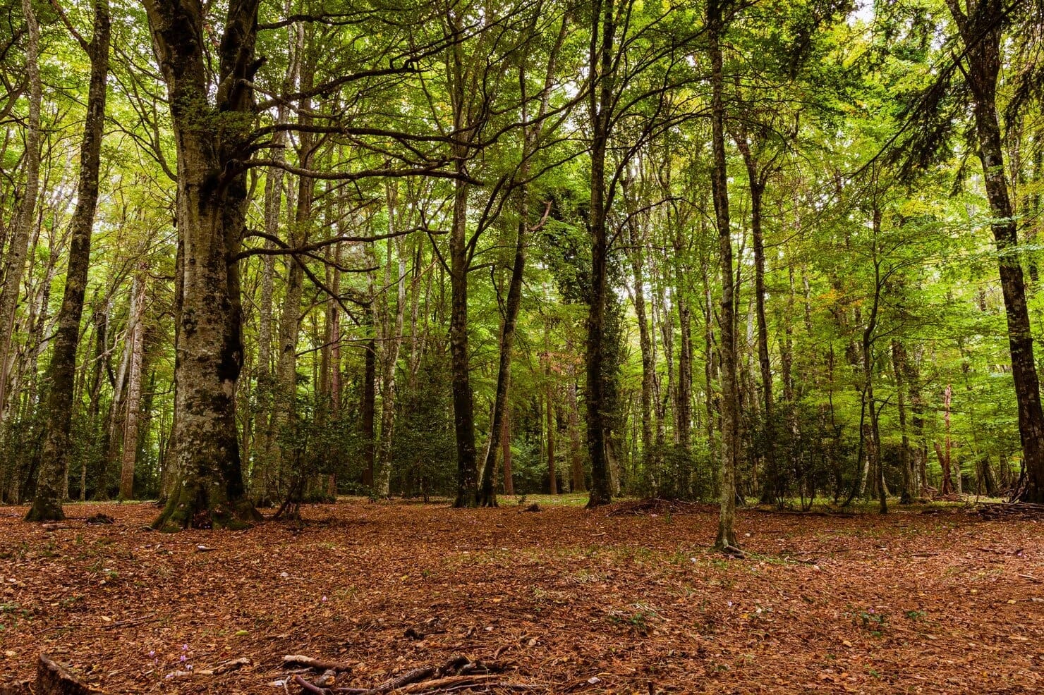 Bioenergía: energía renovable frente fuegos forestales España