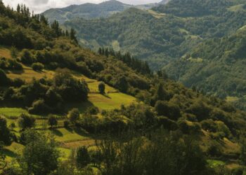 Federación Española Municipios Provincias exige prevención montes limpios normativa flexible contra incendios forestales