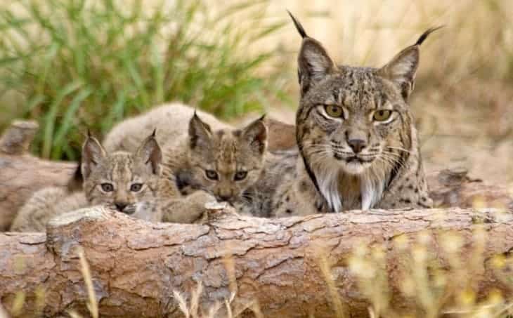 lince ibérico estado favorable conservación 90 individuos superar 2500