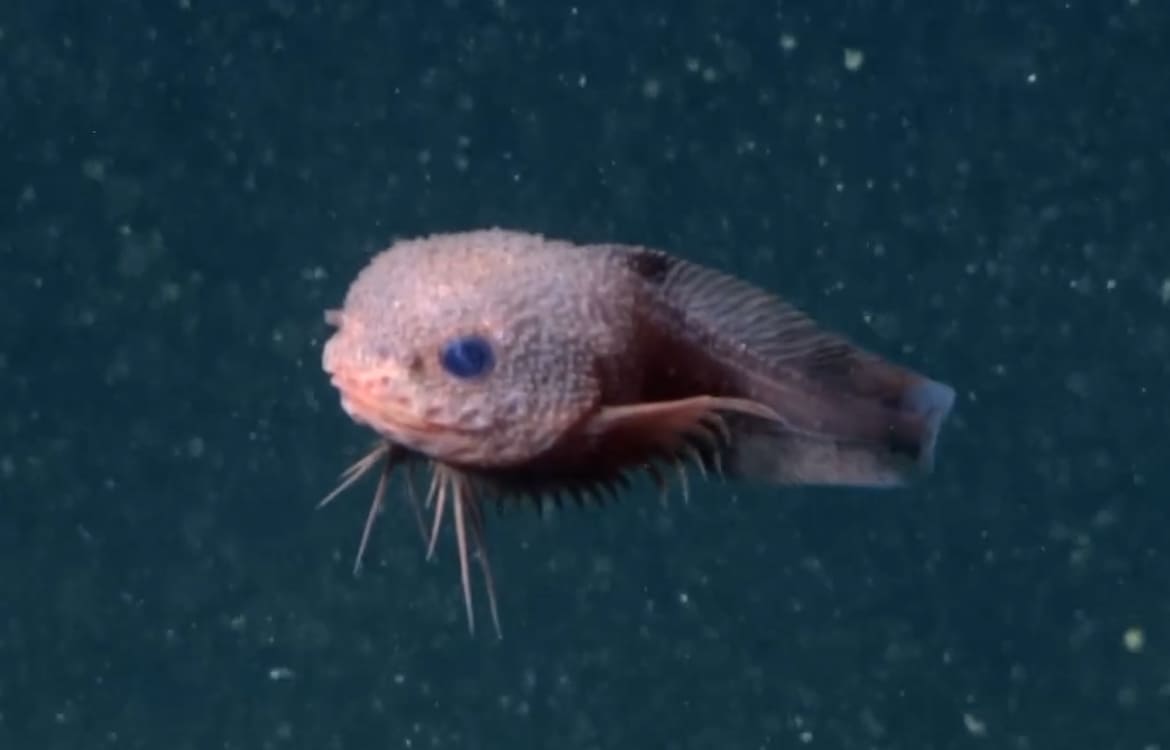 Describen tres nuevas especies pez caracol más 3.200 metros profundidad, habitan pozas poco profundas fosas abisales