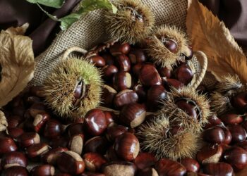 Jornadas Europeas Castaña Eurocastanea 2025 producto ecológico acabará plagas afectan castañar