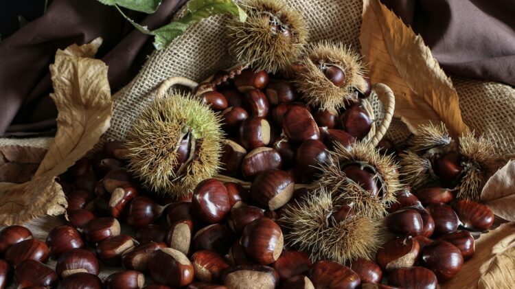 Jornadas Europeas Castaña Eurocastanea 2025 producto ecológico acabará plagas afectan castañar