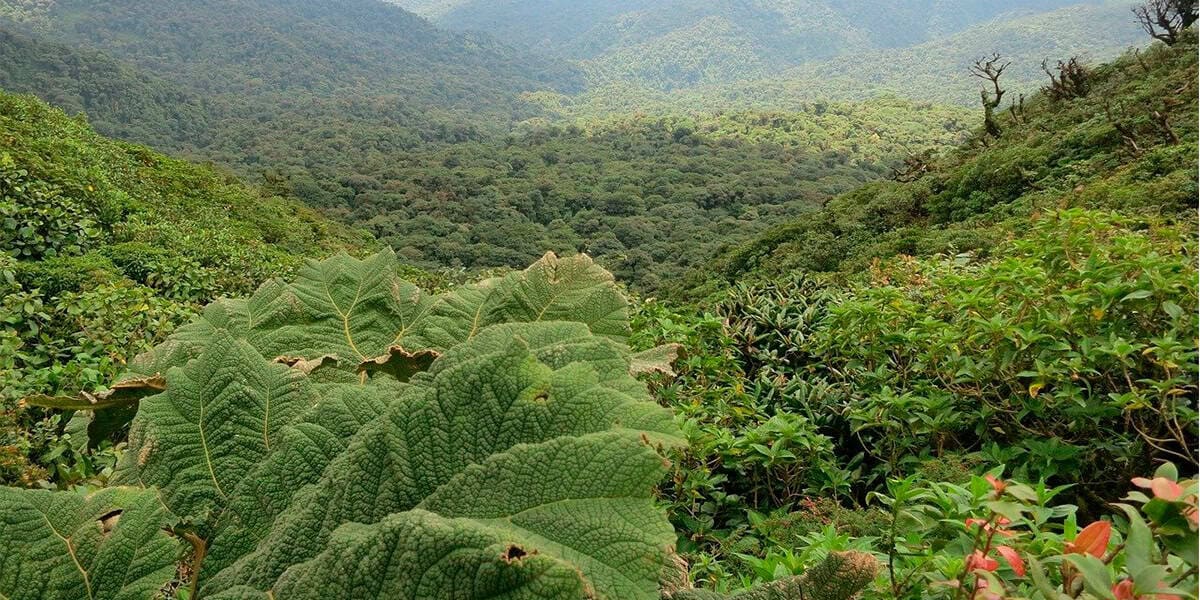 centenares ambientalistas centroamericanos reúnen Panamá debatir conservación bosques