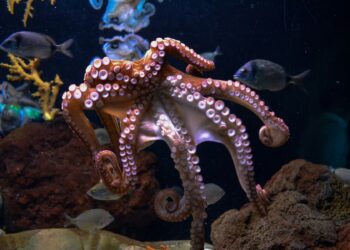 Cada tentáculo pulpo función preferente revista científica Science Reports