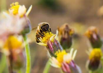 UICN informará nueva lista especies amenazadas Congreso Abu Dabi 9 al 15 octubre
