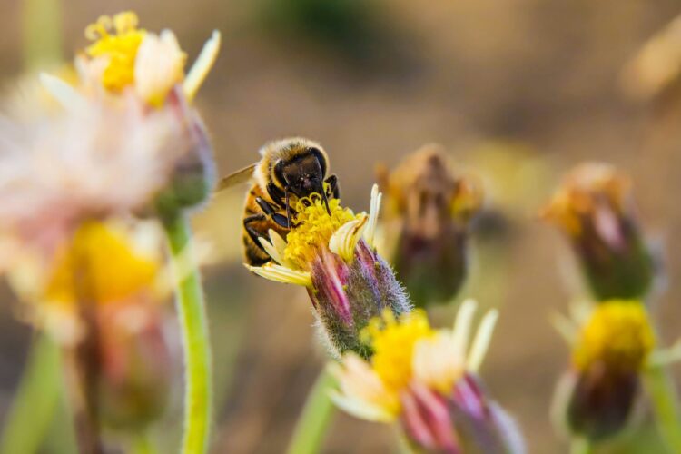 UICN informará nueva lista especies amenazadas Congreso Abu Dabi 9 al 15 octubre