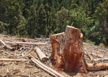 UE da nuevo paso atrás pide retrasar año más aplicación Ley Contra Deforestación Importada