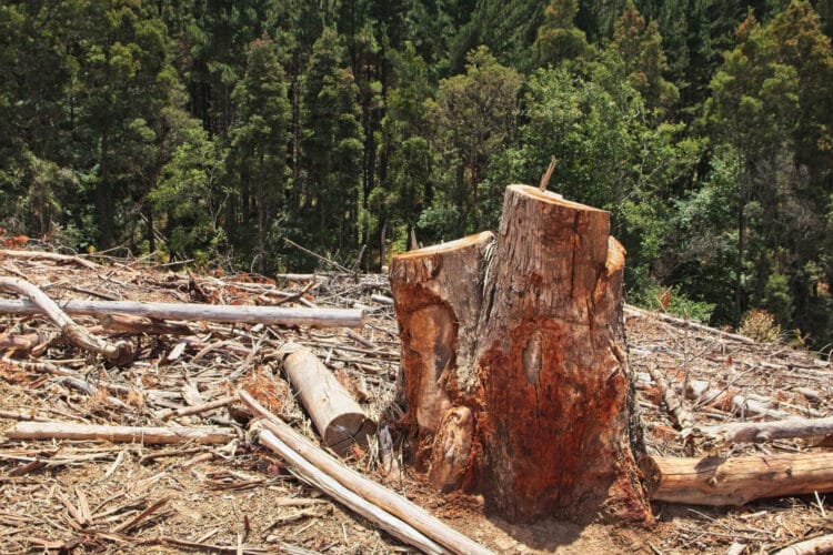 UE da nuevo paso atrás pide retrasar año más aplicación Ley Contra Deforestación Importada