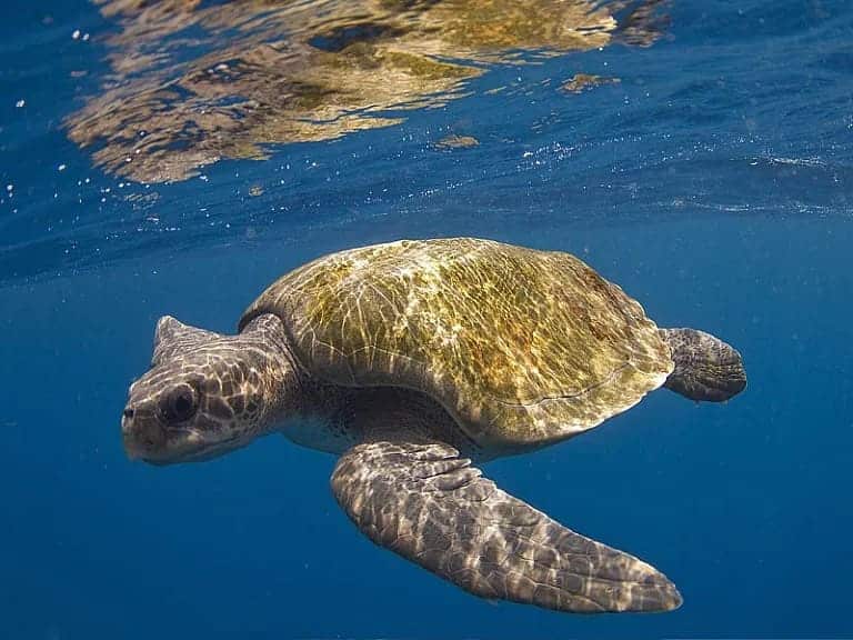 5.700 tortugas paslama liberadas Océano Pacífico Nicaragua especie peligro extinción
