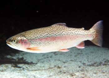 estudio Oficina Europea Medio Ambiente revela peces UE contaminados sustancias químicas