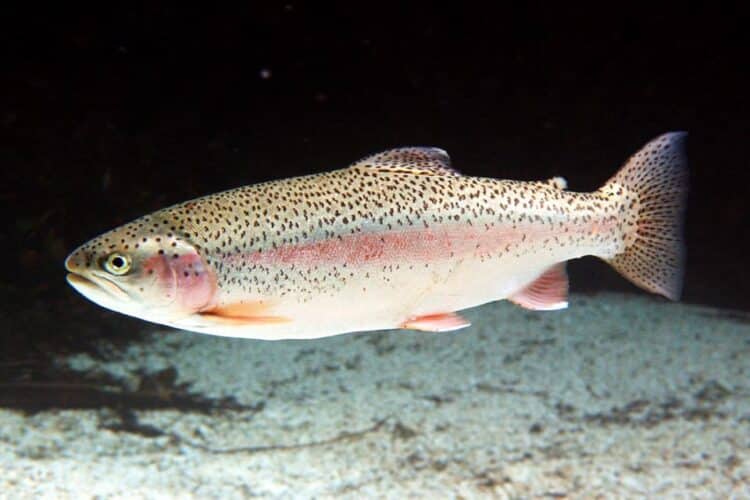 estudio Oficina Europea Medio Ambiente revela peces UE contaminados sustancias químicas