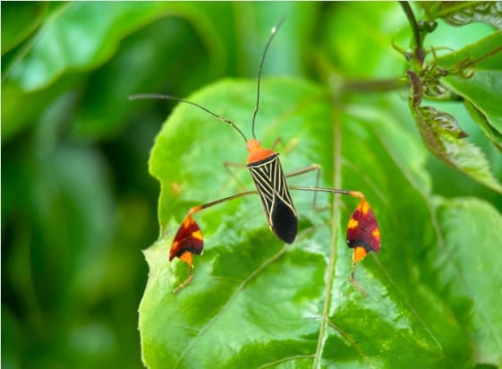 Bitta Alipes insecto matador Panamá